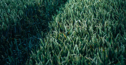 Agriculture Analytics